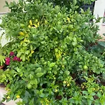 Appartement Dakovic *