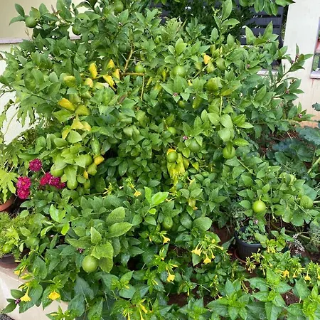 Apartamento Dakovic *